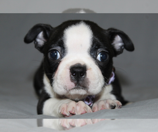Medium Photo #3 Boston Terrier Puppy For Sale in BROOKSVILLE, FL, USA