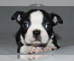 Small #2 Boston Terrier