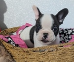 Small #3 Faux Frenchbo Bulldog