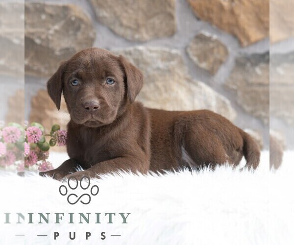 Medium Photo #3 Labrador Retriever Puppy For Sale in MIFFLINTOWN, PA, USA