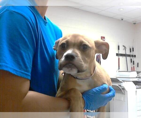 Medium Photo #1 American Pit Bull Terrier Puppy For Sale in Fayetteville, NC, USA