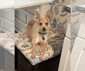 Chihuahua-Unknown Mix Dogs for adoption in Clarkston, MI, USA