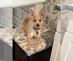 Small Chihuahua Mix