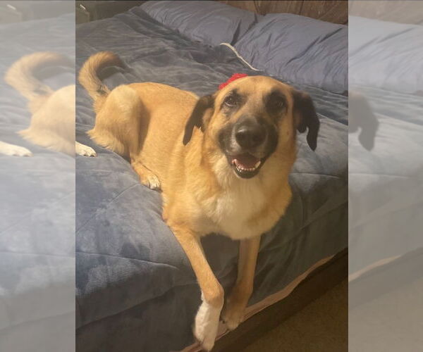 Medium Photo #7 Anatolian Shepherd Puppy For Sale in Claremore, OK, USA