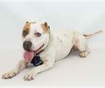 Small #2 American Bulldog Mix