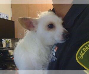 Cairn Terrier Dogs for adoption in Sacramento, CA, USA