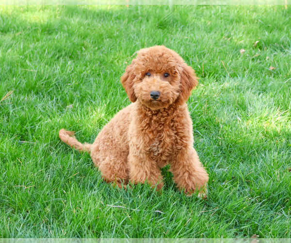 Medium Photo #7 Goldendoodle Puppy For Sale in SYRACUSE, IN, USA