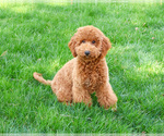 Small #6 Goldendoodle