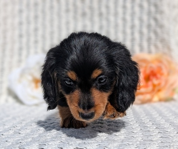Medium Photo #11 Dachshund Puppy For Sale in GOSHEN, IN, USA