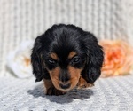 Small Photo #25 Dachshund Puppy For Sale in GOSHEN, IN, USA
