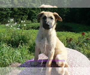German Shepherd Dog Puppy for Sale in PIEDMONT, Missouri USA