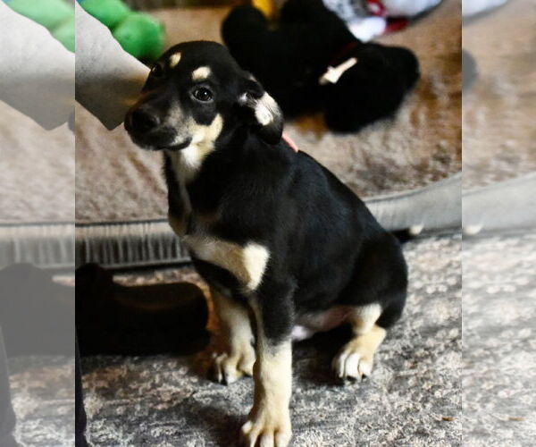 Medium Photo #1 Labrador Retriever-Unknown Mix Puppy For Sale in Mechanicsburg, PA, USA