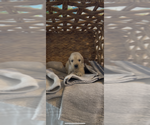 Small #20 Golden Retriever