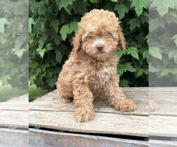 Medium Photo #4 Poodle (Miniature) Puppy For Sale in MIDDLEBURY, IN, USA