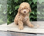 Small #3 Poodle (Miniature)