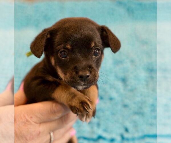 Medium Photo #3 Mutt Puppy For Sale in Spring Lake, NC, USA