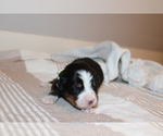 Small Photo #4 Bernese Mountain Dog Puppy For Sale in BUFFALO, NY, USA
