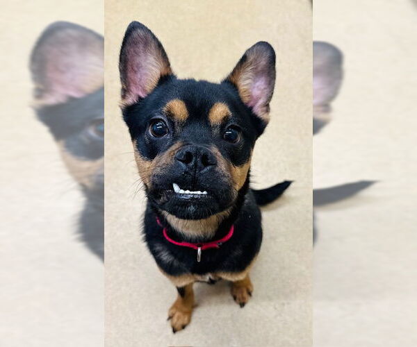 Medium Photo #1 Australian Kelpie-Boxer Mix Puppy For Sale in Derwood, MD, USA