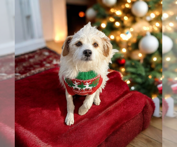 Medium Photo #4 Mutt Puppy For Sale in Vail, AZ, USA