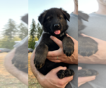 Small Photo #1 German Shepherd Dog Puppy For Sale in BRUSH PRAIRIE, WA, USA