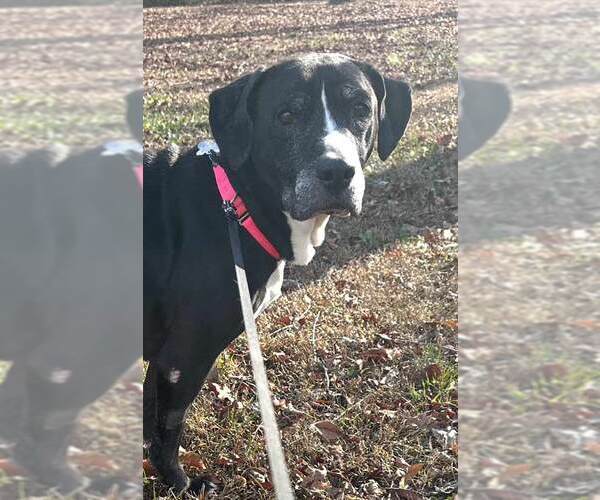 Medium Photo #5 Bulldog-Labrador Retriever Mix Puppy For Sale in Kennesaw, GA, USA