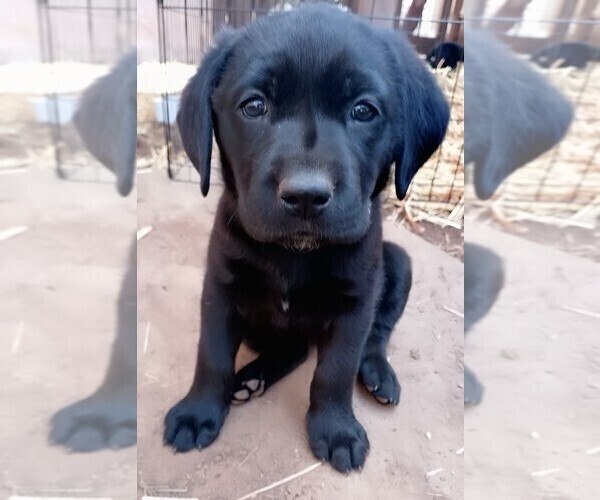 Medium Photo #10 Labrador Retriever Puppy For Sale in IONE, CA, USA