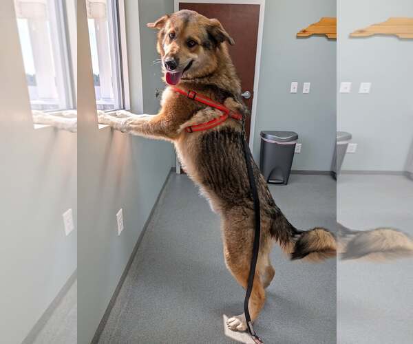 Medium Photo #7 German Shepherd Dog Puppy For Sale in Murfreesboro, NC, USA