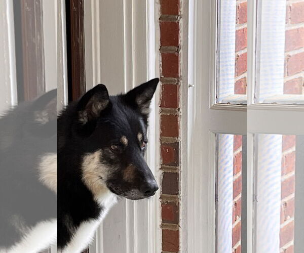 Medium Photo #3 German Shepherd Dog-Unknown Mix Puppy For Sale in Monkton, MD, USA