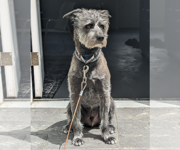 Medium Photo #2 Poodle (Standard)-Unknown Mix Puppy For Sale in Elmsford, NY, USA