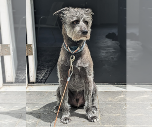 Charlie **Courtesy Post** - Male Poodle (Standard)-Unknown Mix Dog for Adoption - Photo #2