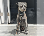 Small #1 Poodle (Standard) Mix