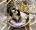 Maggie - Female Shih Tzu Dog for Adoption - Small photo