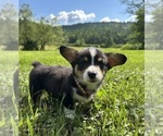 Small #2 Pembroke Welsh Corgi