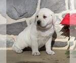 Small Photo #2 Labrador Retriever Puppy For Sale in LEOLA, PA, USA
