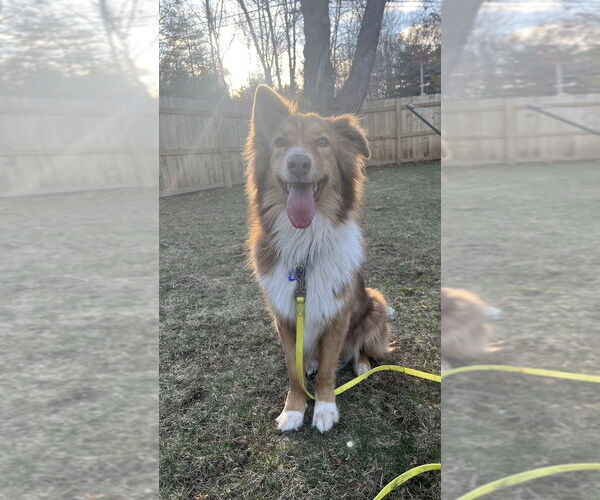 Medium Photo #12 Australian Shepherd Puppy For Sale in Oak Bluffs, MA, USA