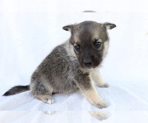 Norwegian Elkhound Puppy for sale in SHILOH, OH, USA