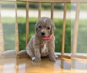 Goldendoodle Puppy for sale in MARYVILLE, MO, USA