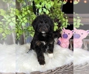 Aussiedoodle Miniature  Puppy for sale in FRANKLIN, IN, USA