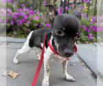 Small #1 Mutt