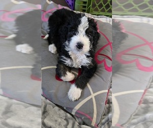 Bernedoodle Puppy for sale in FRANCESVILLE, IN, USA