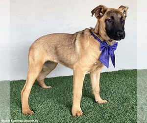 Clara - Female German Shepherd Dog-Unknown Mix Dog for Adoption - Photo #6