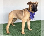 Small #5 German Shepherd Dog Mix