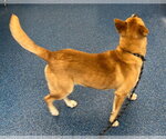 Small #4 Mutt