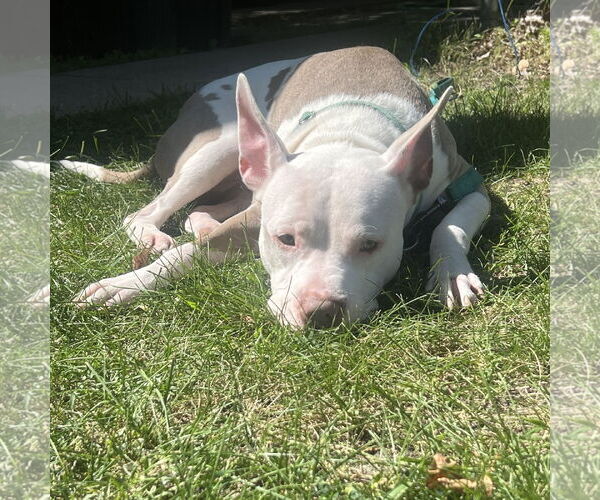 Medium Photo #3 American Pit Bull Terrier Puppy For Sale in Fargo, ND, USA