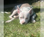 Small #2 American Pit Bull Terrier