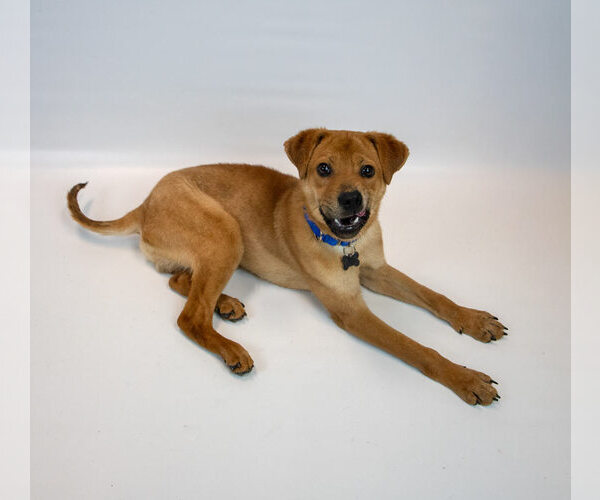 Medium Photo #5 Labrachow Puppy For Sale in Kennesaw, GA, USA