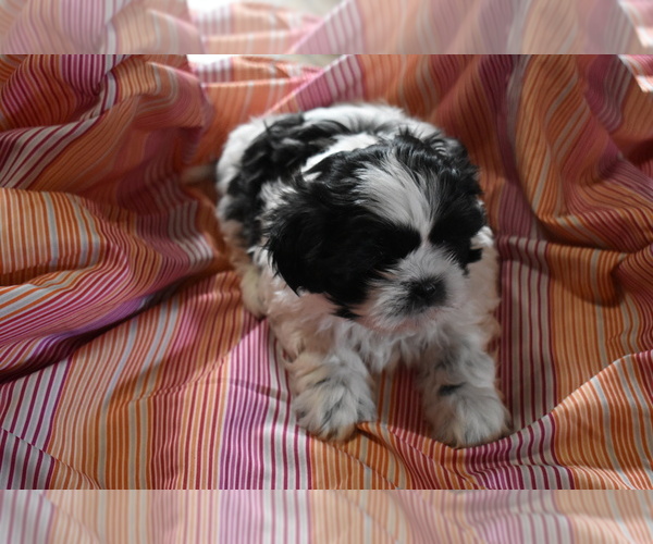 Medium Photo #1 Shih Tzu Puppy For Sale in RAINIER, WA, USA