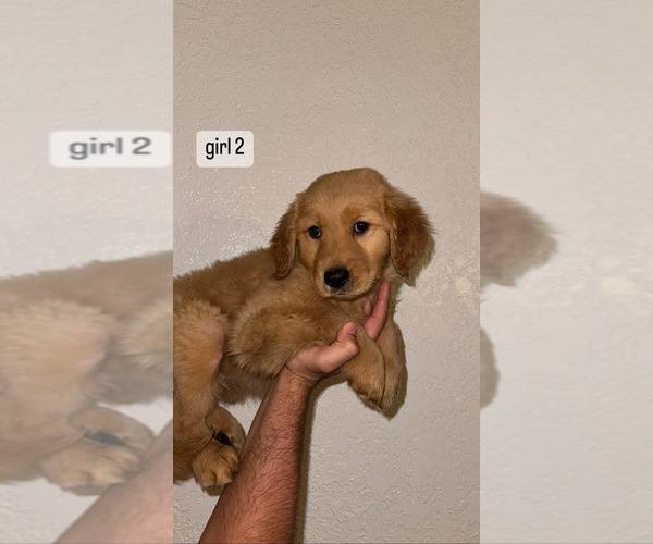Medium Photo #4 Golden Retriever Puppy For Sale in DENVER, CO, USA