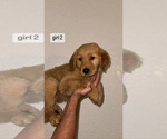 Small Photo #4 Golden Retriever Puppy For Sale in DENVER, CO, USA