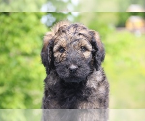 Goldendoodle Puppy for sale in UNION CITY, TN, USA